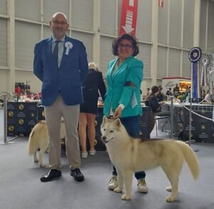 Gonssor, husky, husky navarra